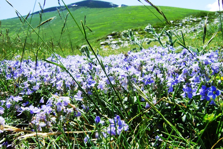 Veronica orsiniana / Veronica di Orsini